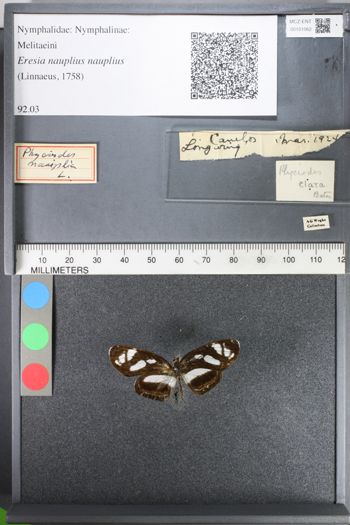 Media type: image;   Entomology 101062